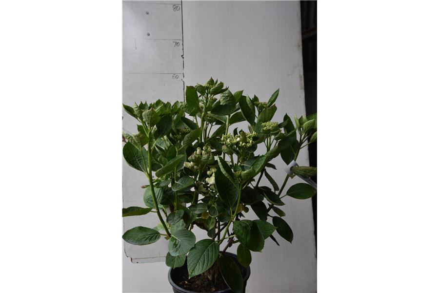 Hydrangea macrophylla Agnes Pavelli