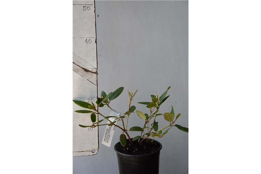 (williamsonianum x griersonianum)