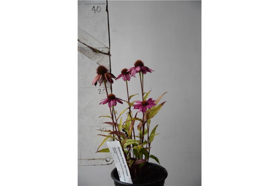 Echinacea Artisan Red Ombre