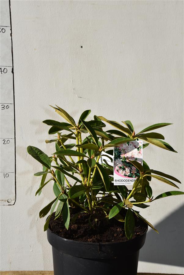 (caucasicum hybrid)