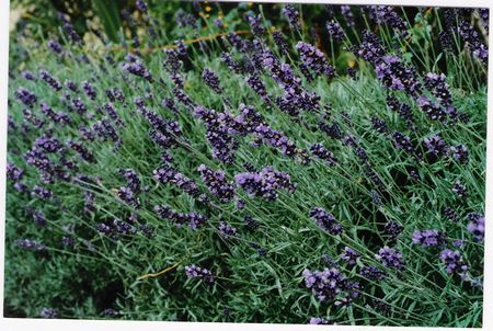 Blue English Lavender Garden Plants Rhododendrons Mountain Blue English Lavender