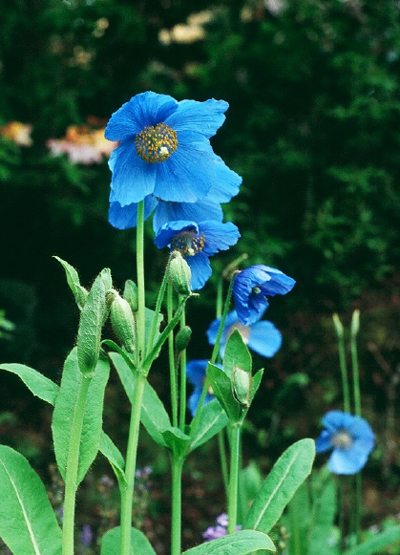 Meconopsis Betonicifolia 400W