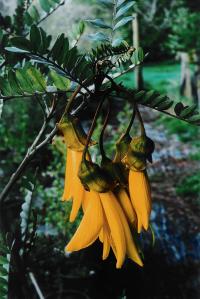 Sophora Tetraptera x Chathamica 400W
