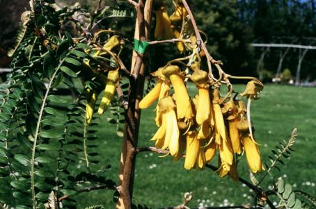 Sophora Te Atatu Gold 600W2