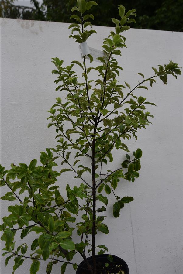 Pittosporum ten Hawera Gold