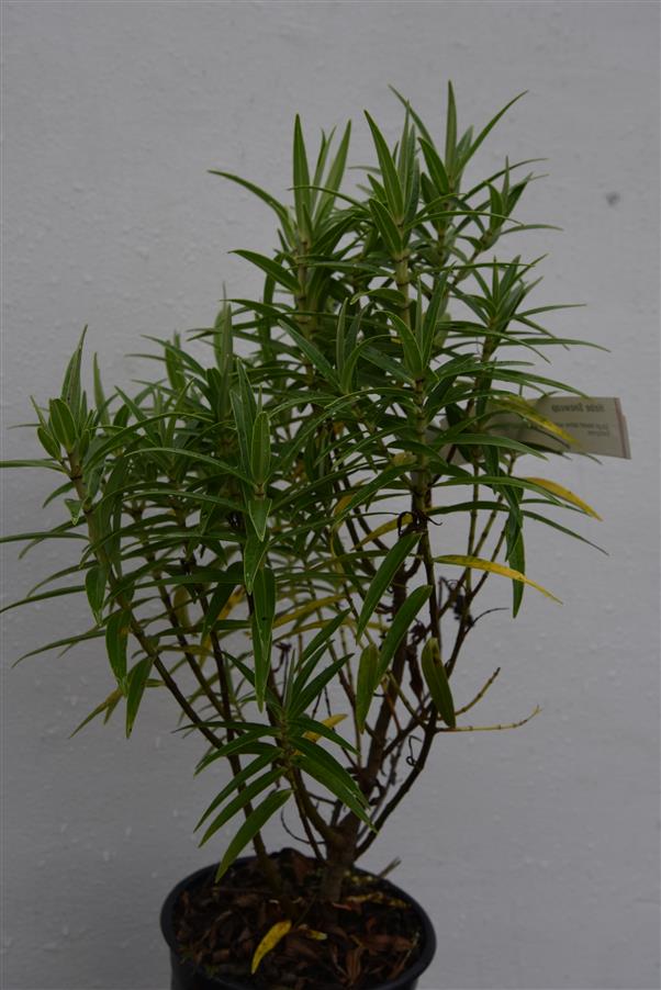 Hebe Snowcap