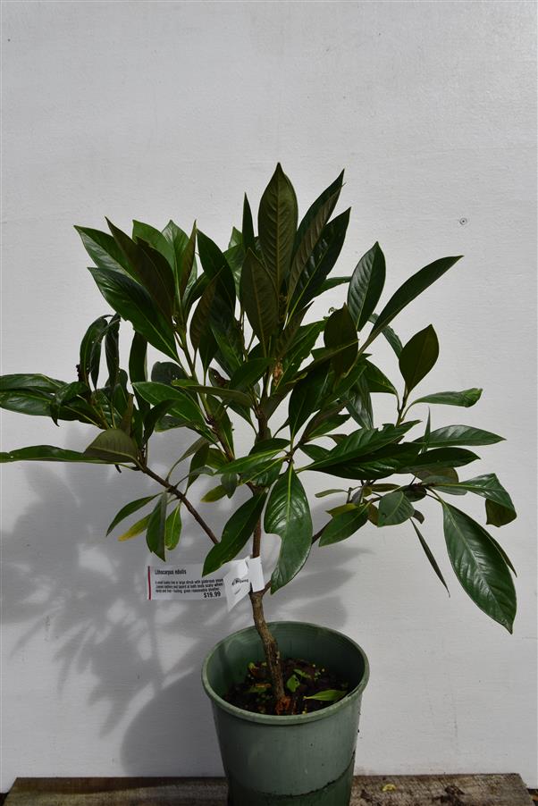 Lithocarpus edulis