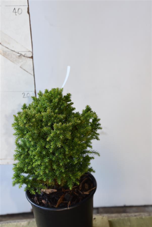 Cryptomeria j. Vilmoriniana Sport