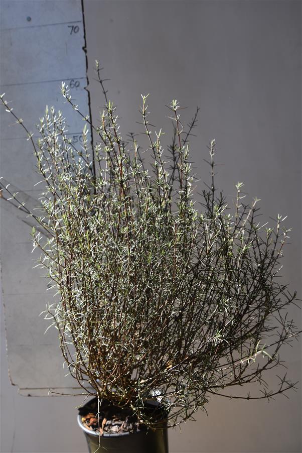 Olearia lineata