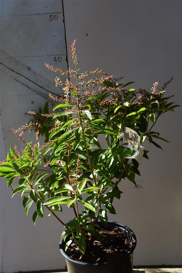 Lily of the Valley Bush