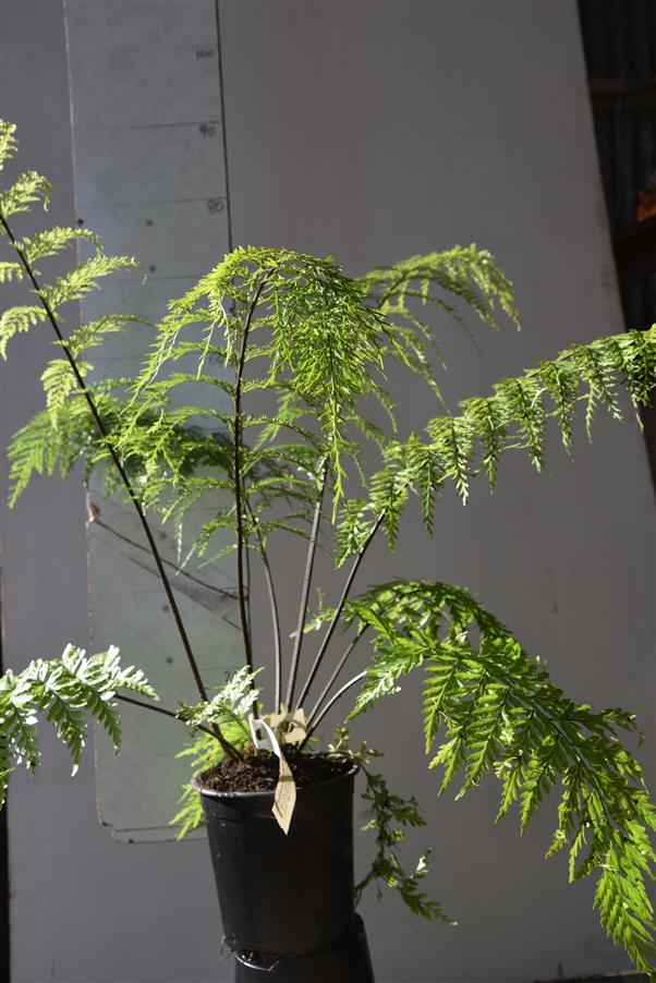 Hen and Chicken Fern