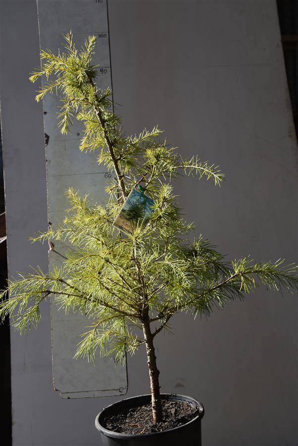 Himalayan Cedar