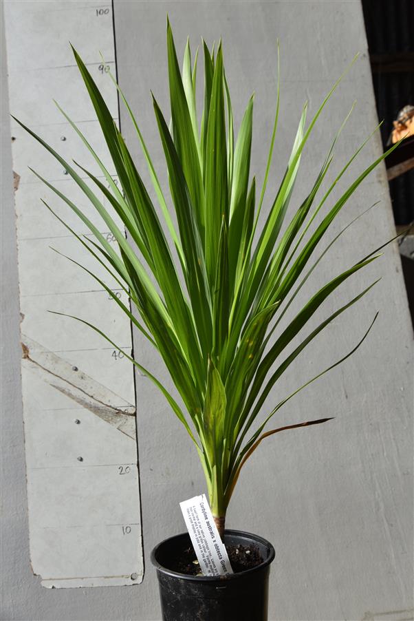 Cordyline australis x obtecta Green Goddess