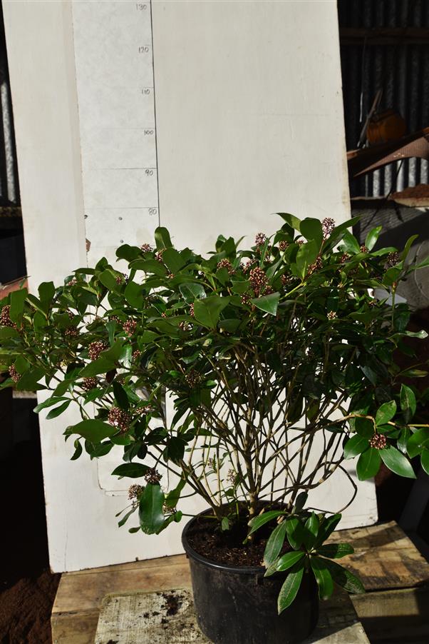 Skimmia Cherry Red