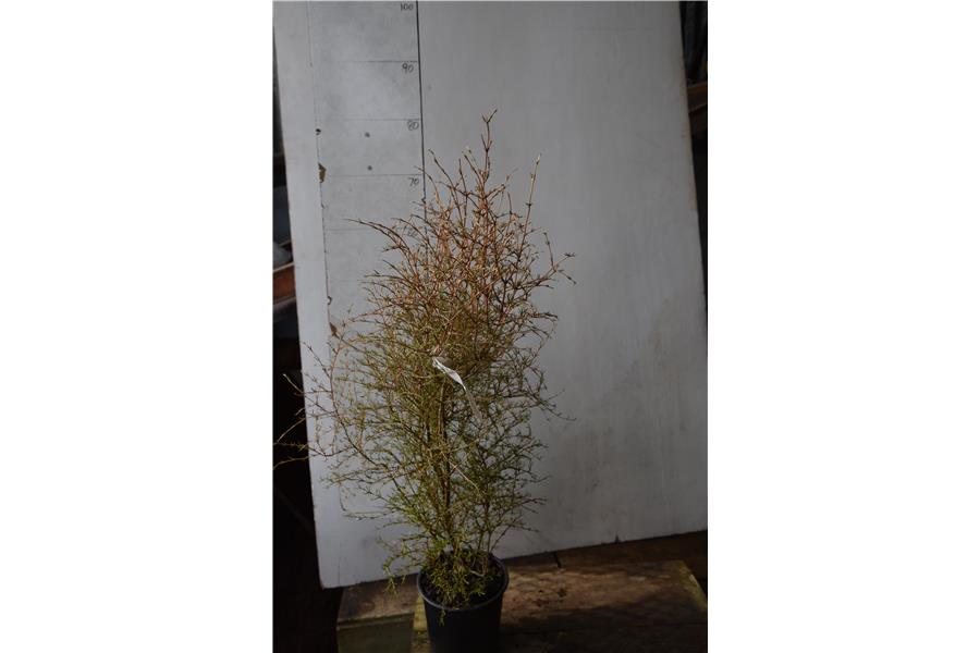 Coprosma rugosa Selection