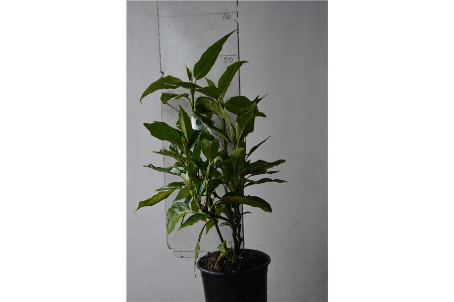 Aucuba japonica Mrs Green