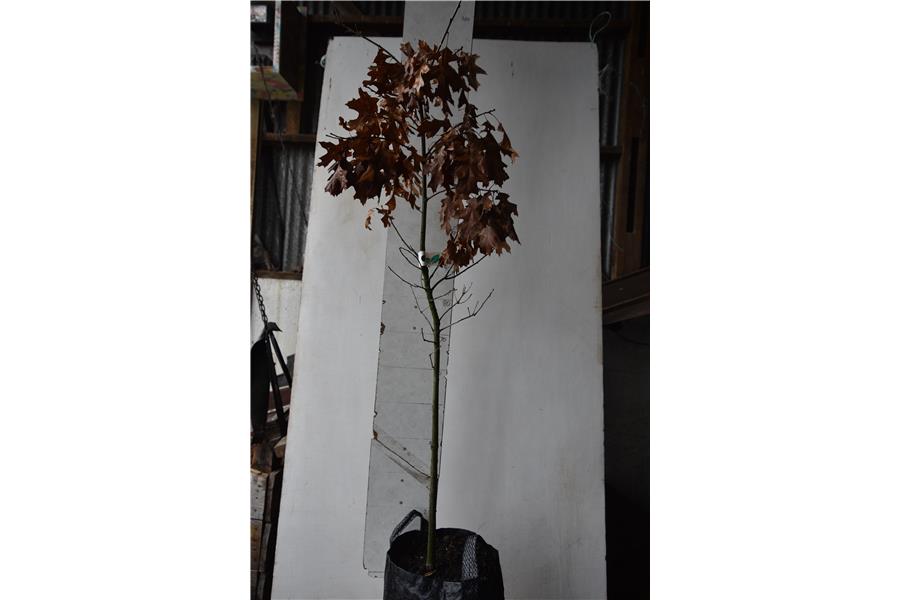 Oak