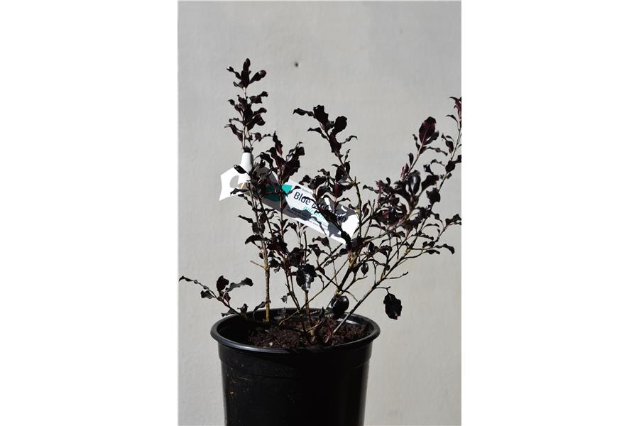 Pittosporum t. Tom Thumb