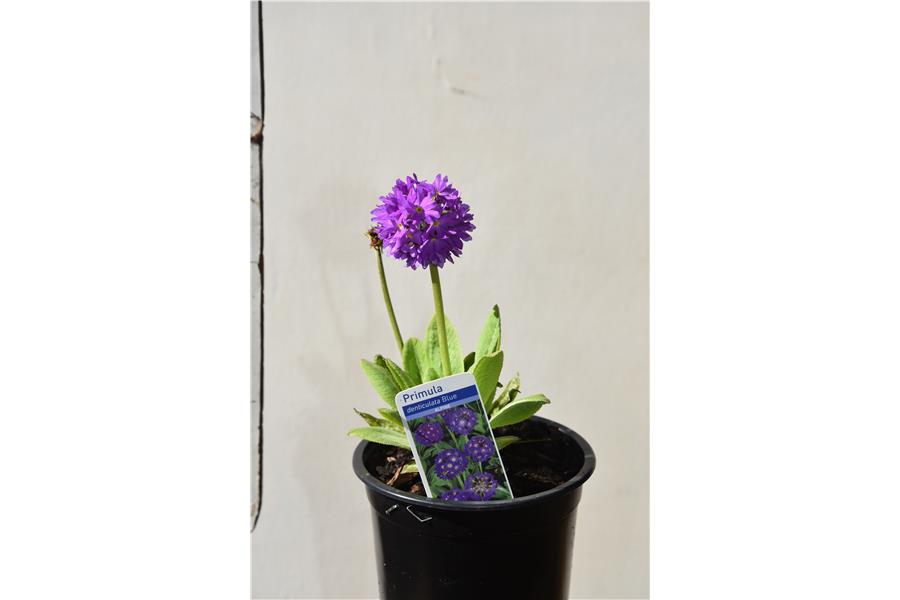 Drumstick Primula