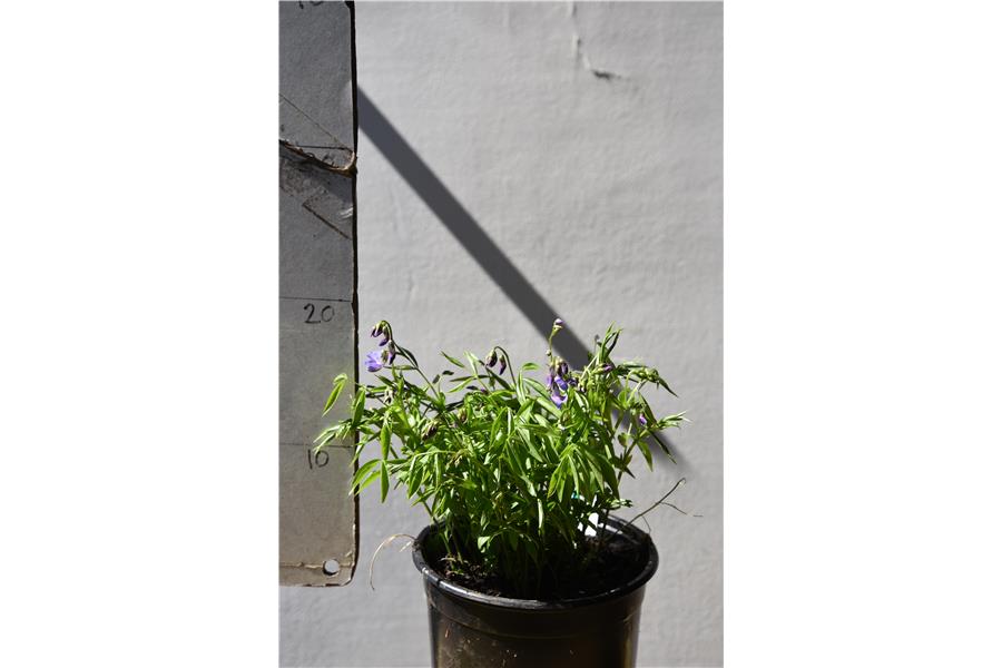 Lathyrus vernus Rainbow