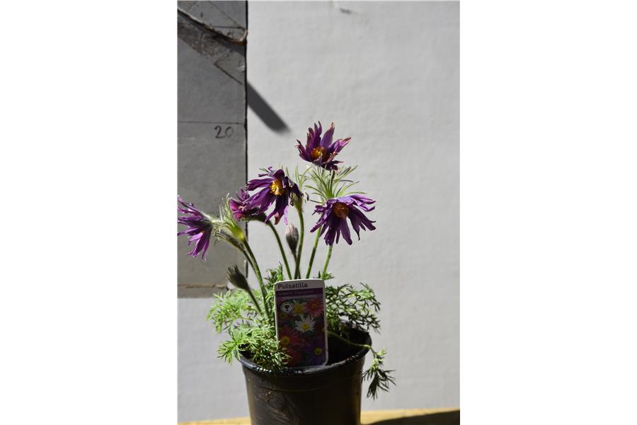 Pulsatilla vulgaris Prima Papageno