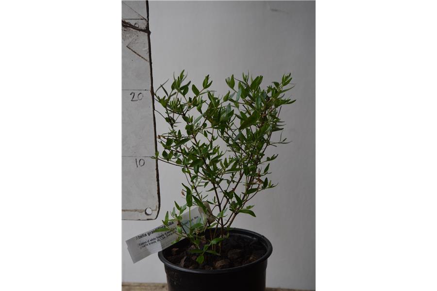 Abelia grandiflora Alba