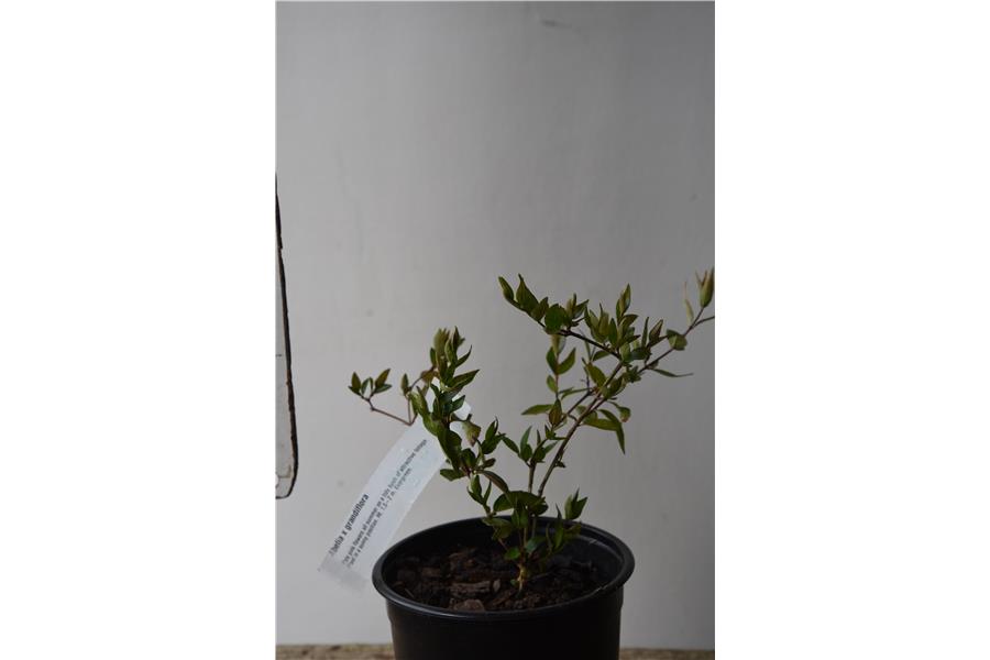 Abelia x grandiflora