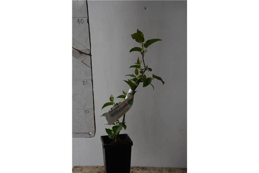 Italian Alder