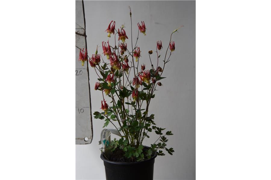 Dwarf Columbines