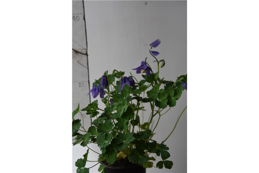 Aquilegia fl. Pumila selection