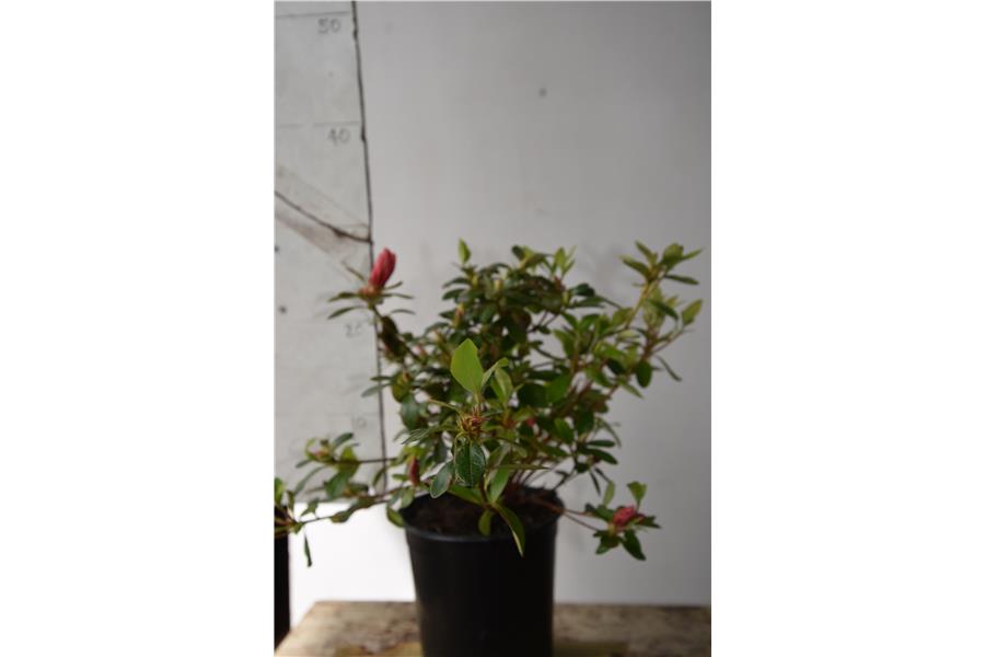 Azalea Dorothy Corston