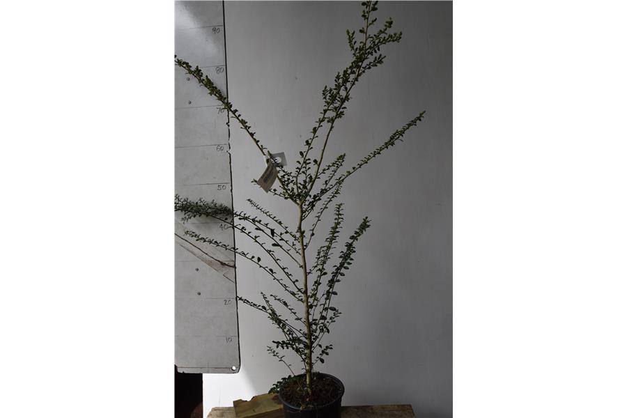 Vanilla Tree