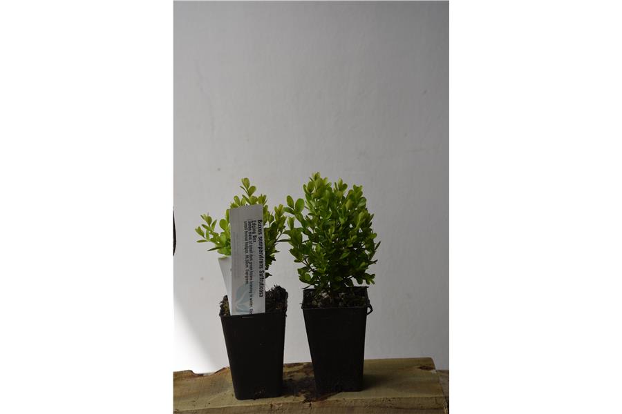 Hedging Box