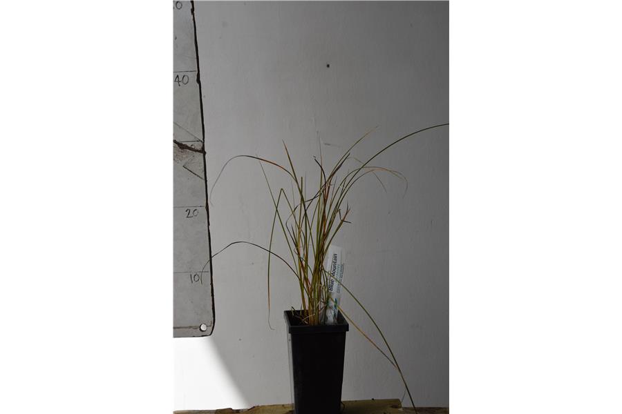 Carex secta