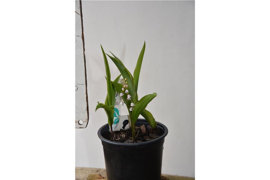 Lily of the Valley (pink)