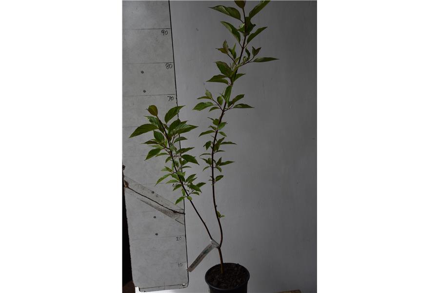 Red Stemmed Dogwood