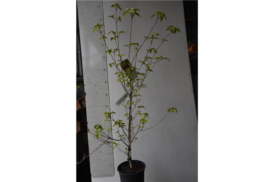 C. capitata x C. kousa chinensis