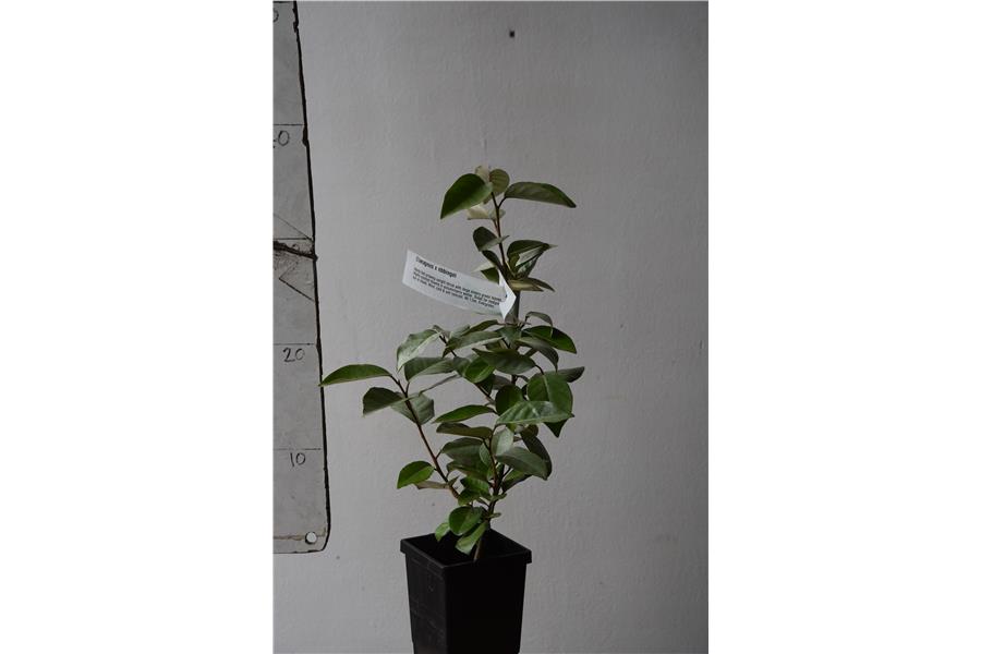 Elaeagnus x ebbingei
