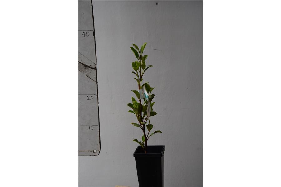 Native Broadleaf