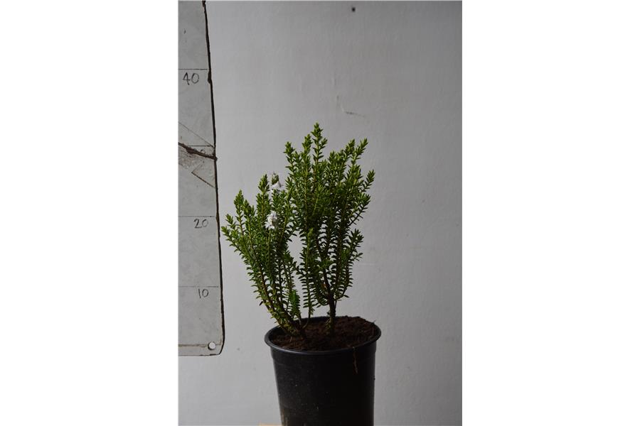 Hebe odora buxifolia