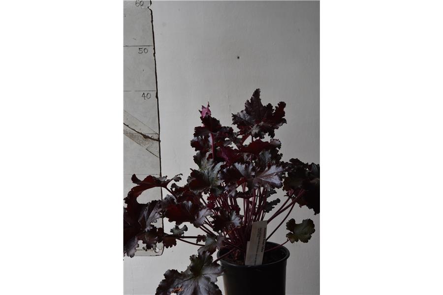 Heuchera Black Taffeta