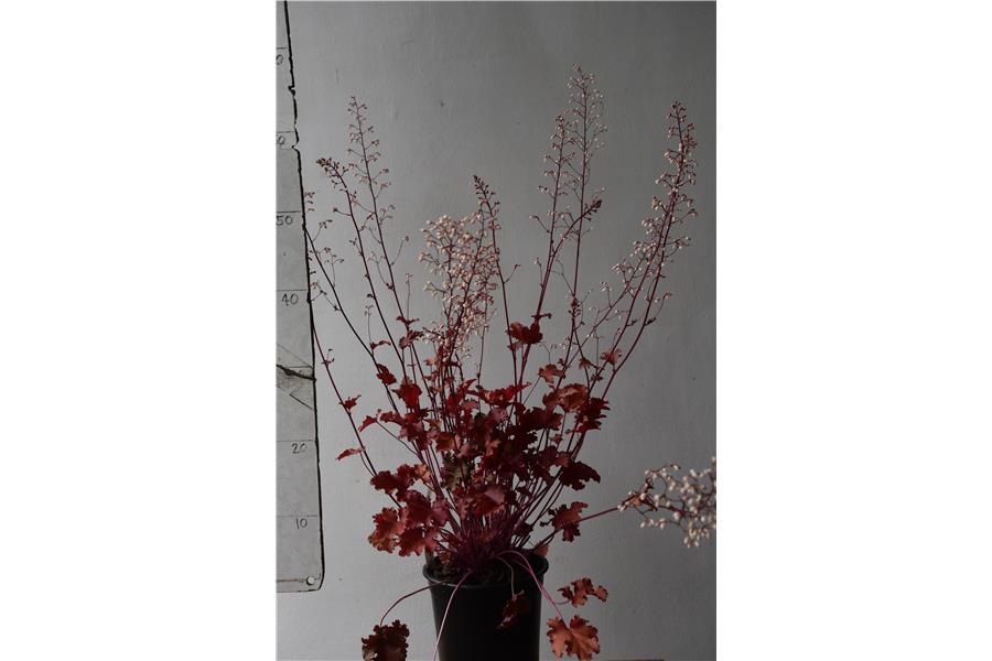 Heuchera micrantha Peach Crisp