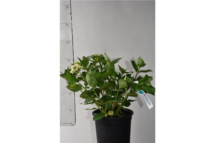 Hydrangea 'Grandad'