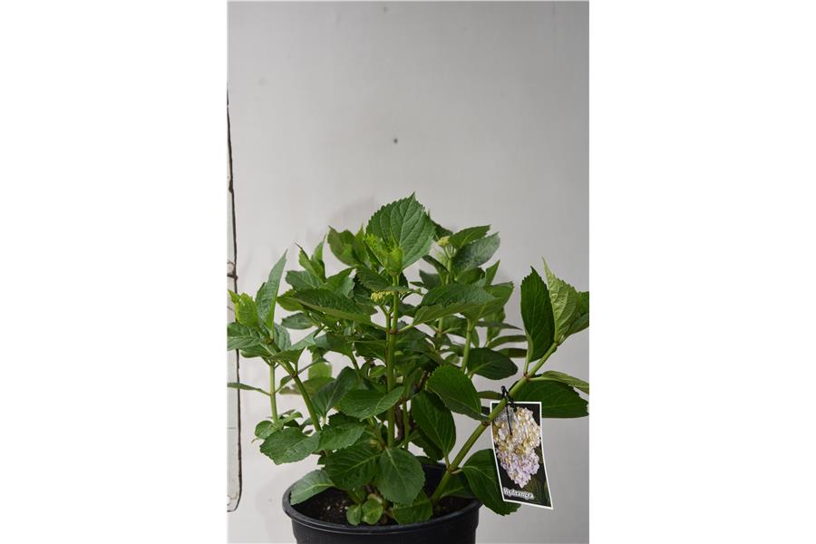 Hydrangea macrophylla Agnes Pavelli
