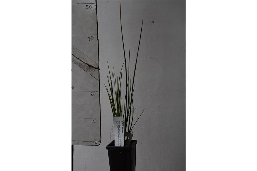 Juncus pallidus
