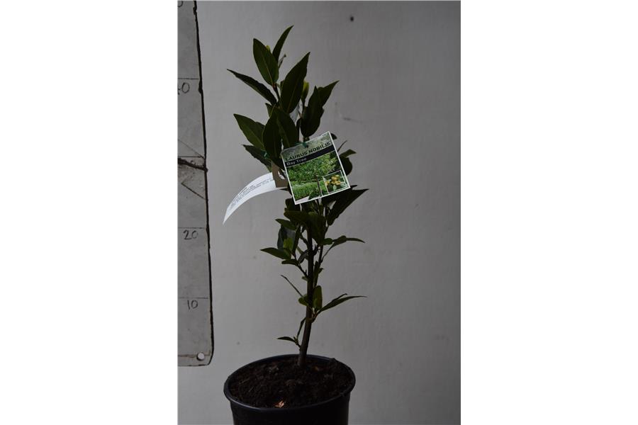 Bay Laurel or Sweet bay