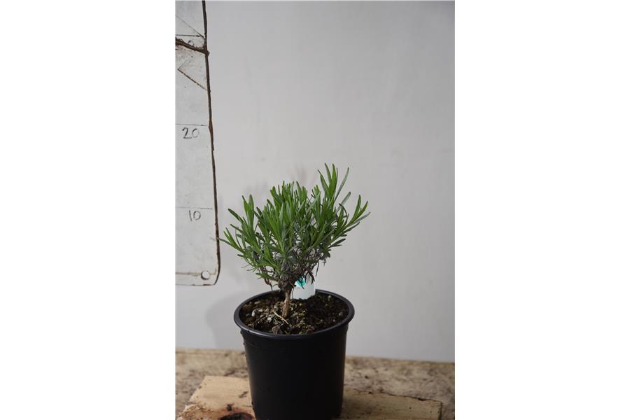 Blue English Lavender