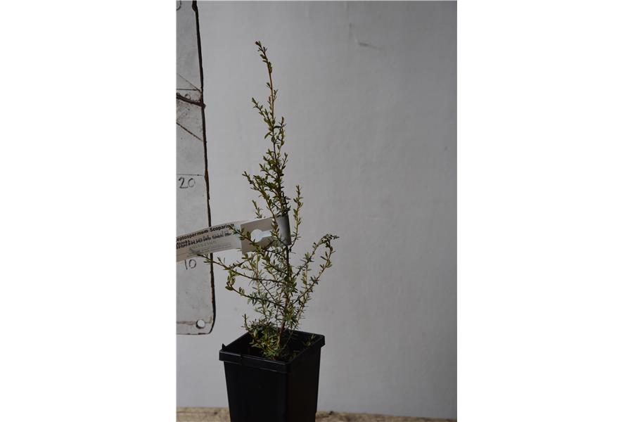 Manuka
