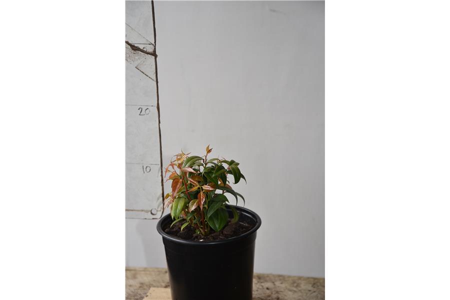Leucothoe fontanesiana Crimson Globe