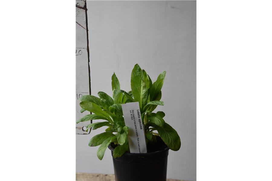 Lobelia siphilitica